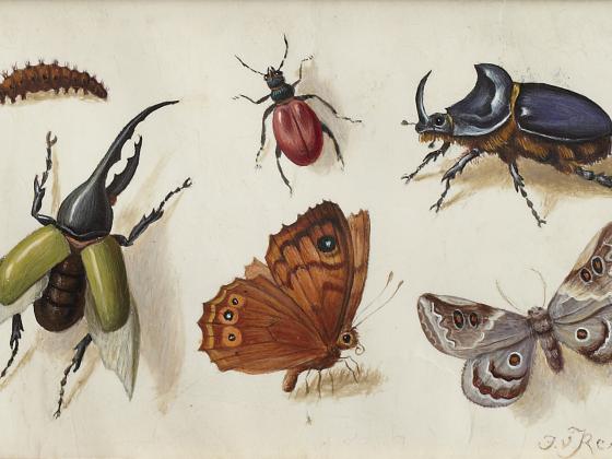 Sechs Insekten auf neutralem Hintergrund 