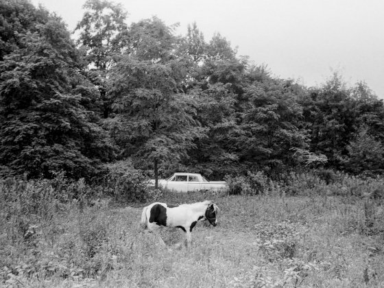 B/w photograph of a horse in highg grass with a pick-up behind