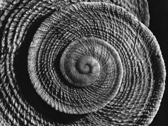 Alfred Ehrhardt, Iberus gualterianus L., 1940-41