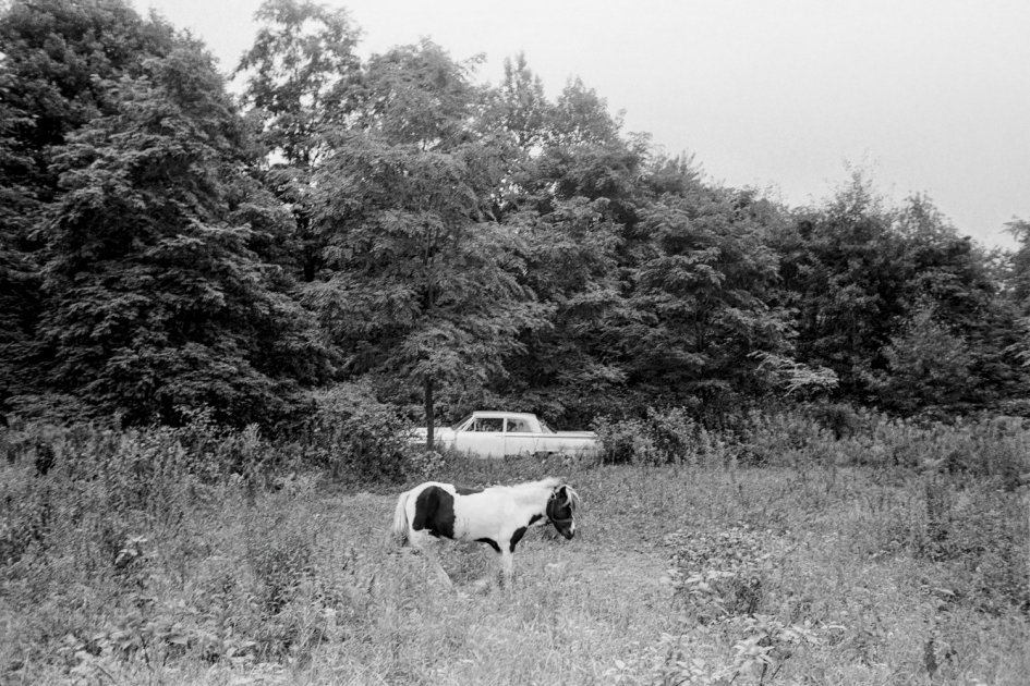 B/w photograph of a horse in highg grass with a pick-up behind