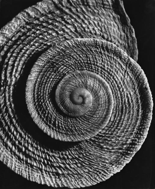 Alfred Ehrhardt, Iberus gualterianus L., 1940-41