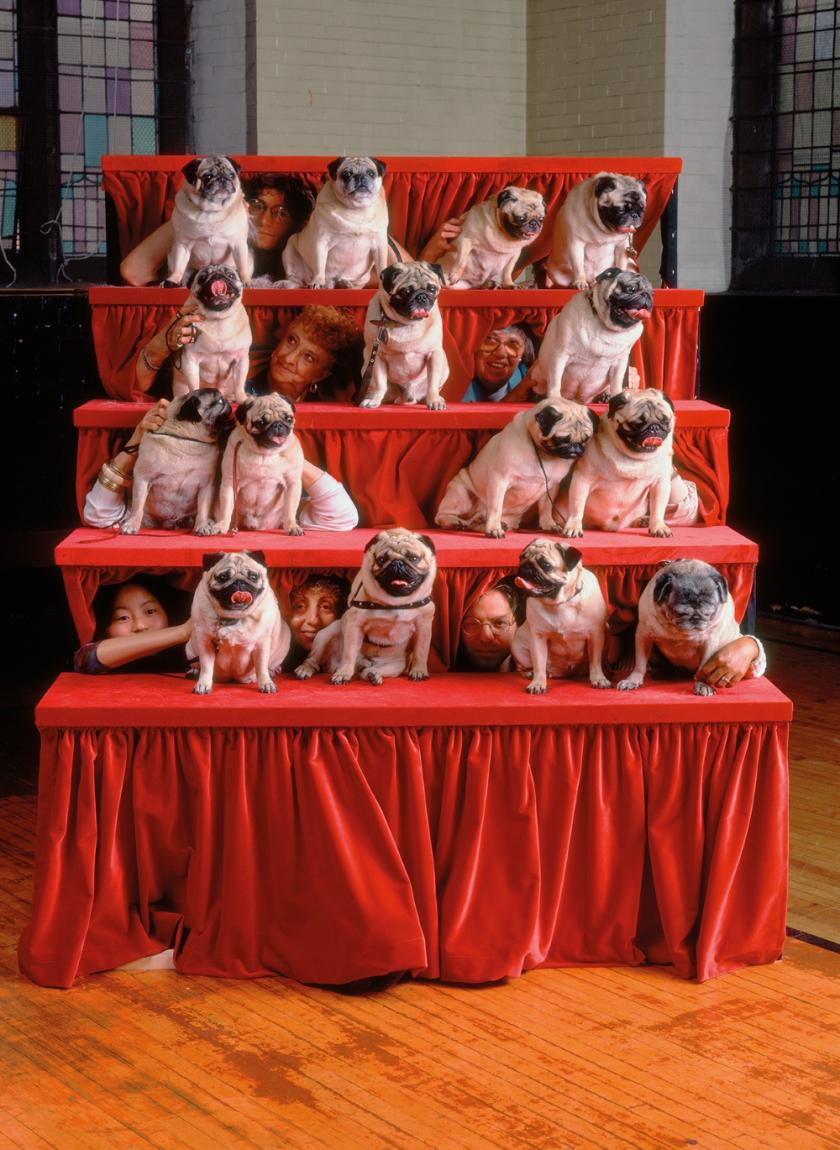 Neal Slavin "Pugs", New York, New York, 1991 