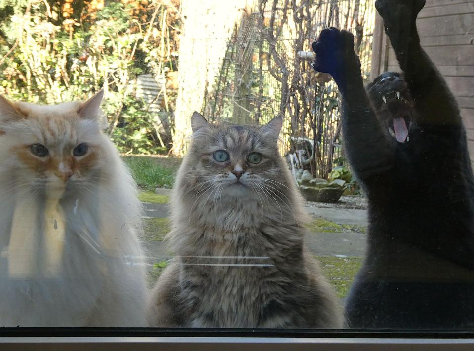 Irmgard Töpelmann "Wir verschönern die Scheibe (Johnny Walker, Ivory, Tarzan)", zu sehen im MARKK, Hamburg