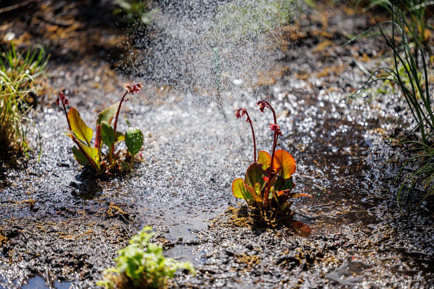 Installationsansicht "Pollinator Pathmaker", LAS Edition im Frühling 2023