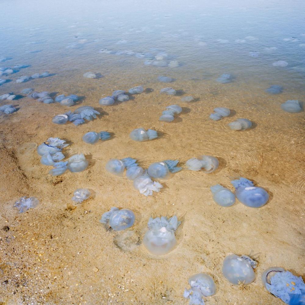 August 2024. Odessa, Ukraine. An der Schwarzmeerküste in der Nähe von Odessa wimmelt es von Quallen