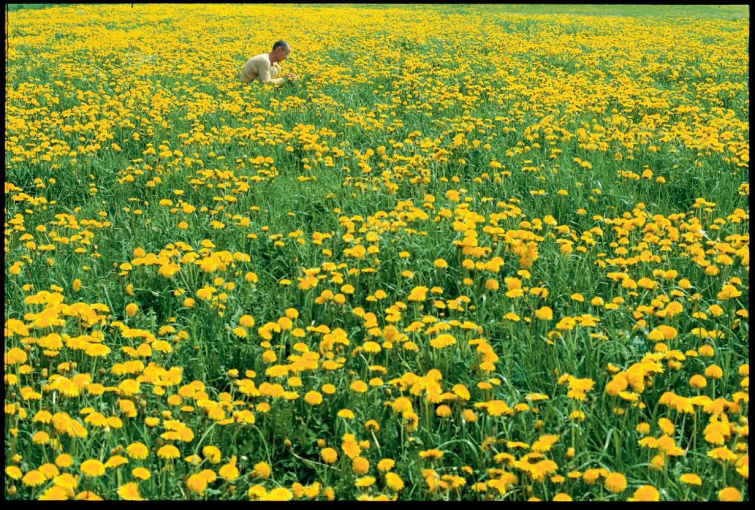 Wolfgang Laib beim Sammeln von Löwenzahn-Pollen