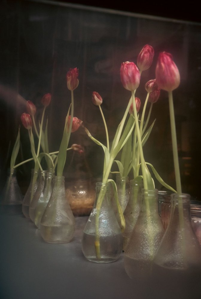 Foto: Aufgereihte rote Tulpen in kleinen Glasflaschen, weiches Licht und Spiegelungen.
